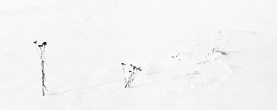Blakc and white detail photo of snowed plants